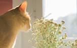 Litter box maintenance