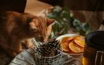 Grooming tools