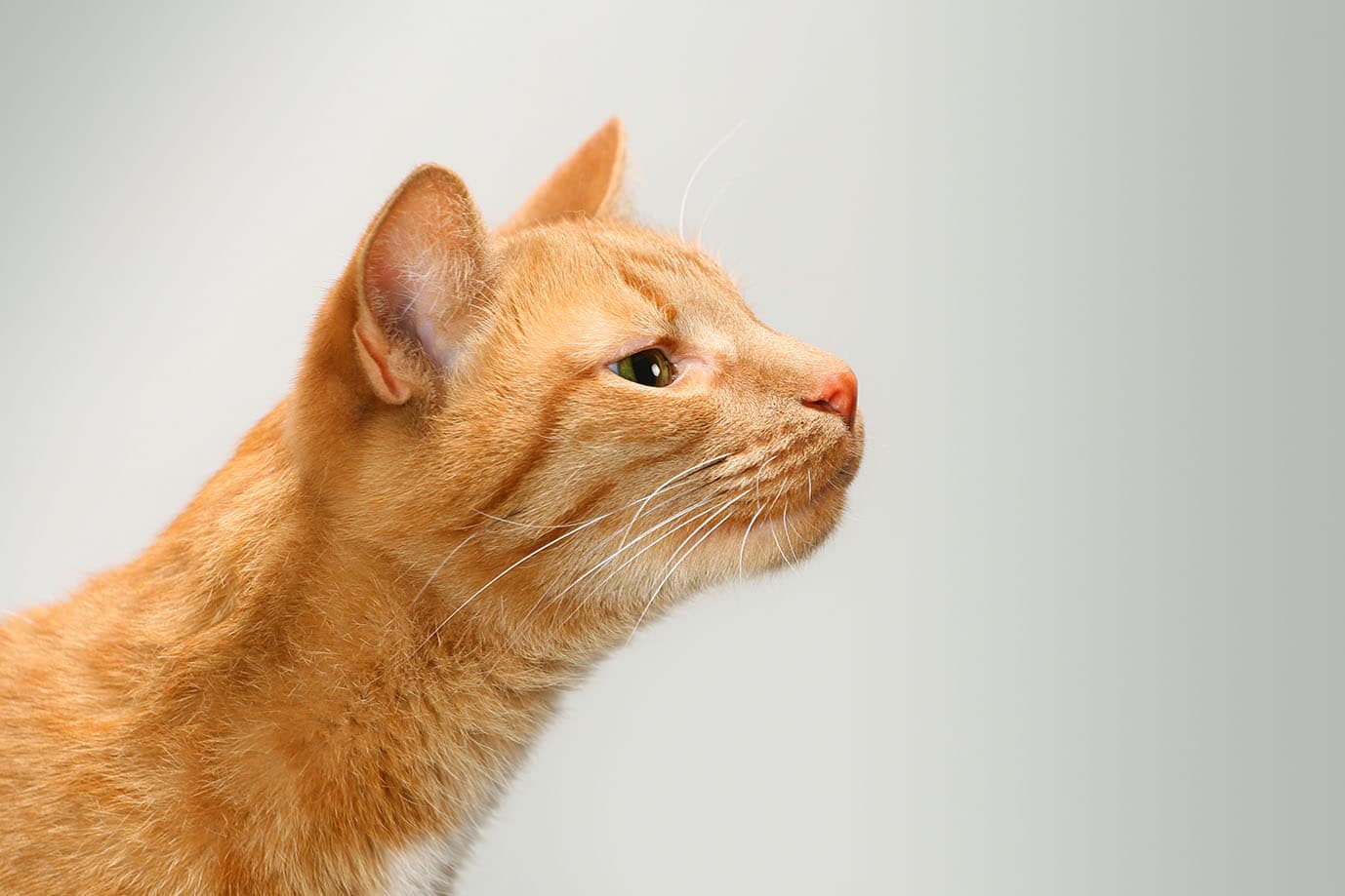 Cat smell