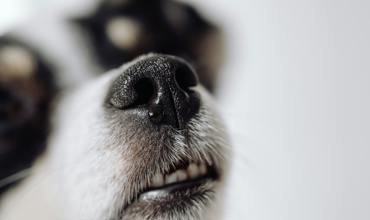 Diet and smell