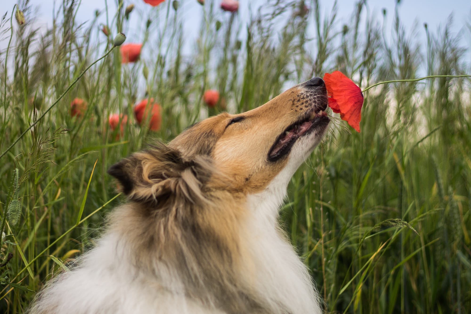 Dog smell