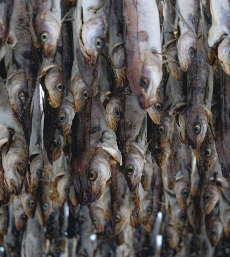 Fish odor overview