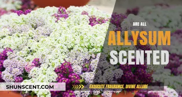 Do All Alyssum Varieties Have a Scent? Exploring the Truth