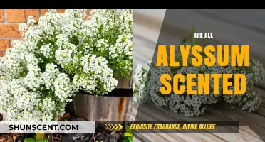 Do All Alyssum Varieties Have a Scent? Unveiling the Truth
