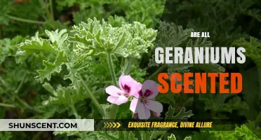 Do All Geraniums Have a Scent? Uncovering the Truth