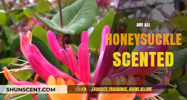 Do All Honeysuckles Have a Scent? Unveiling the Truth