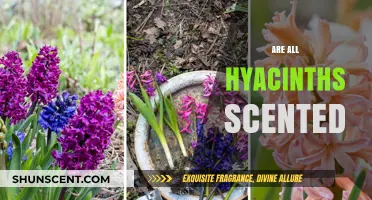 Do All Hyacinths Have a Scent? Unveiling the Fragrant Truth