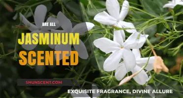 Do All Jasminum Varieties Have a Fragrant Scent?