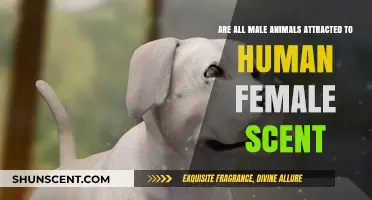 Do Male Animals Respond to Human Female Pheromones? Exploring the Science