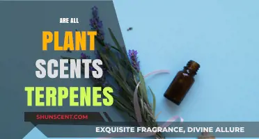 Are All Plant Scents Terpenes? Unraveling Nature's Aromatic Chemistry