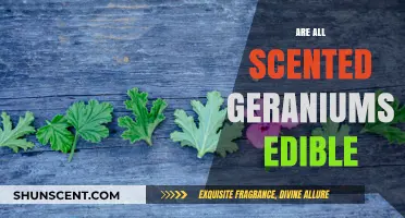 Can You Eat All Scented Geraniums? Edibility Explained