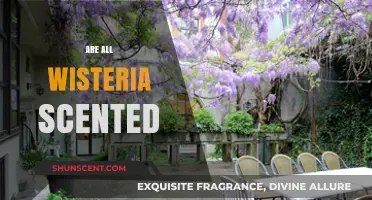 Do All Wisteria Varieties Have a Fragrance? Unveiling the Truth