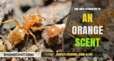 Do Ants Love Oranges? Exploring Their Attraction to Citrus Scents