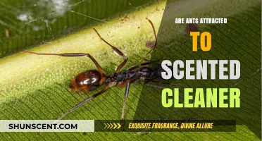 Do Scented Cleaners Attract Ants? Uncovering the Truth Behind the Myth