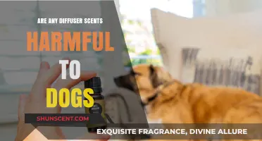 Are Diffuser Scents Safe for Dogs? Potential Harms Explained