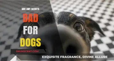 Are Certain Scents Harmful to Dogs? A Pet Owner's Guide