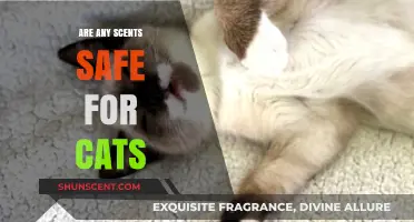 Are Scents Safe for Cats? Essential Oils and Beyond Explained