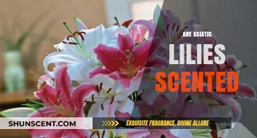 Do Asiatic Lilies Have a Scent? Unveiling Their Fragrance Truth