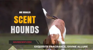 Beagles as Scent Hounds: Unraveling Their Remarkable Olfactory Abilities