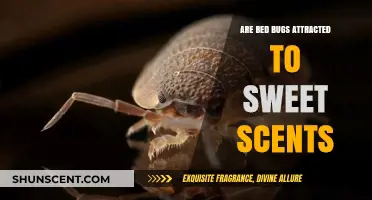 Do Sweet Scents Attract Bed Bugs? Uncovering the Truth