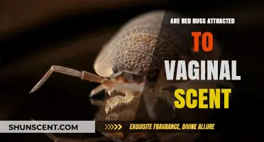 Do Bed Bugs Target Vaginal Scents? Unraveling the Myths and Facts