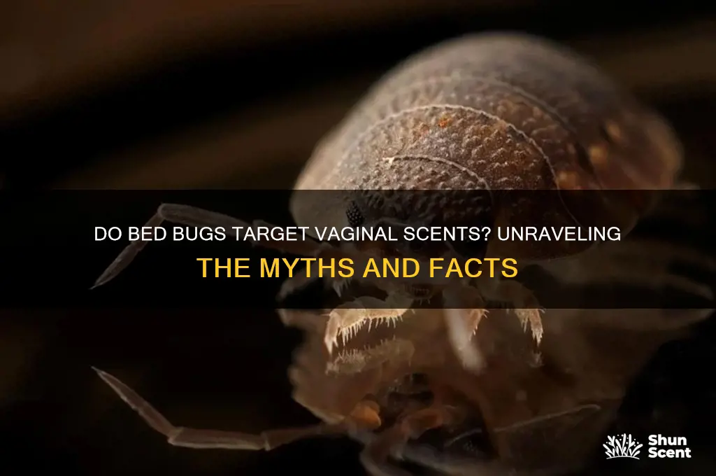 are bed bugs attracted to vaginal scent