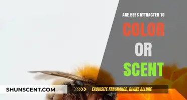 Bees' Preferences: Unraveling the Attraction to Color vs. Scent