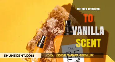 Vanilla's Sweet Allure: Do Bees Find Its Scent Irresistible?