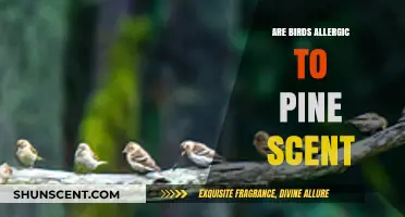 Can Pine Scent Trigger Allergies in Birds? Exploring the Facts