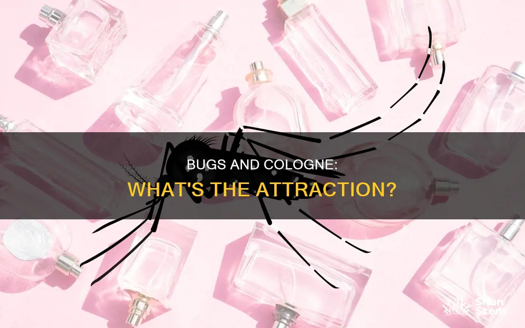 are bugs attracted to cologne