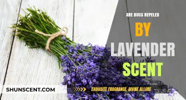 Does Lavender Scent Repel Bugs? Unveiling the Natural Pest Control Myth
