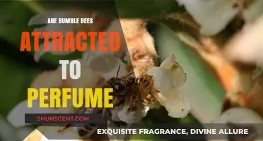 The Sweet Smell of Attraction: Bumblebees and Perfume