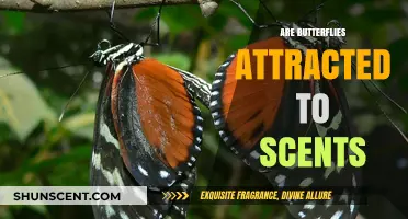 Do Butterflies Love Scents? Unveiling Their Olfactory Attraction Secrets
