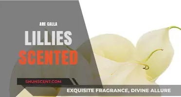 Do Calla Lilies Have a Scent? Unveiling Their Aromatic Mystery