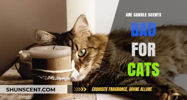 Are Candle Scents Harmful to Cats? What Pet Owners Need to Know