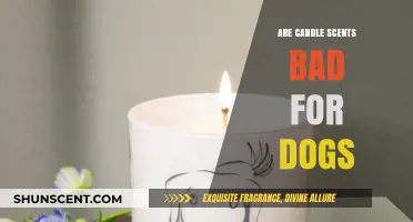Are Candle Scents Safe for Dogs? What Pet Owners Need to Know