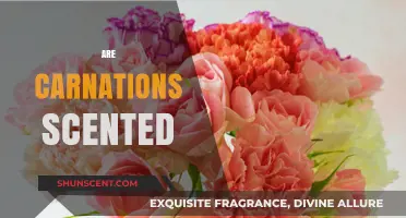 Do Carnations Have a Scent? Unveiling the Fragrant Truth