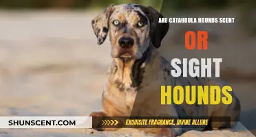 Catahoula Hounds: Scent or Sight? Unraveling Their Hunting Instincts