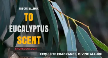 Can Cats Tolerate Eucalyptus Scent? Uncovering Potential Allergy Risks