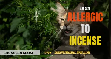 Incense Allergies in Cats: What You Need to Know