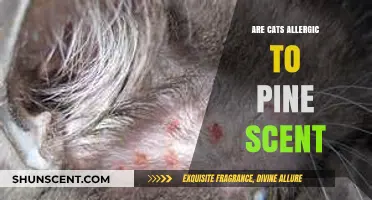 Can Pine Scent Harm Cats? Understanding Feline Allergies and Safety