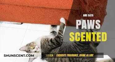 Do Cats' Paws Have a Scent? Uncovering Feline Foot Fragrances