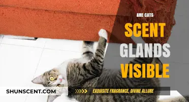 Are Cats' Scent Glands Visible? Exploring Feline Anatomy and Marking Habits