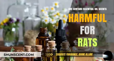Are Essential Oil Scents Safe for Rats? Potential Harms Explained
