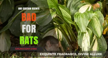 Are Certain Scents Harmful to Rats? A Comprehensive Guide