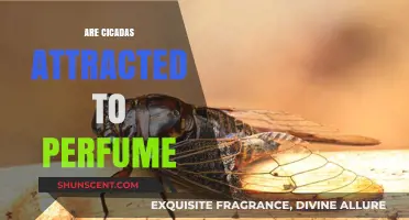 Perfumes: Do They Attract Cicadas or Repel Them?