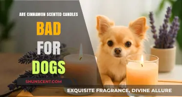 Cinnamon Scented Candles: Are They Safe for Your Dog?