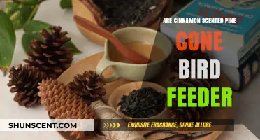 Cinnamon Scented Pine Cone Bird Feeders: Attracting Birds with Natural Aromas