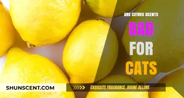 Citrus Scents and Cats: Are They a Harmful Combination?