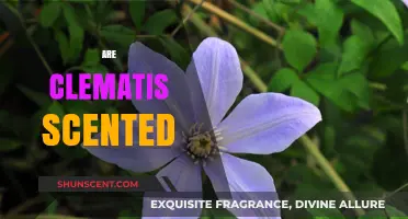 Do Clematis Flowers Have a Scent? Exploring Their Aromatic Qualities
